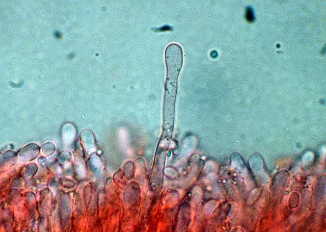 Pycnoporellus fulgens  (Fr.)  Donk